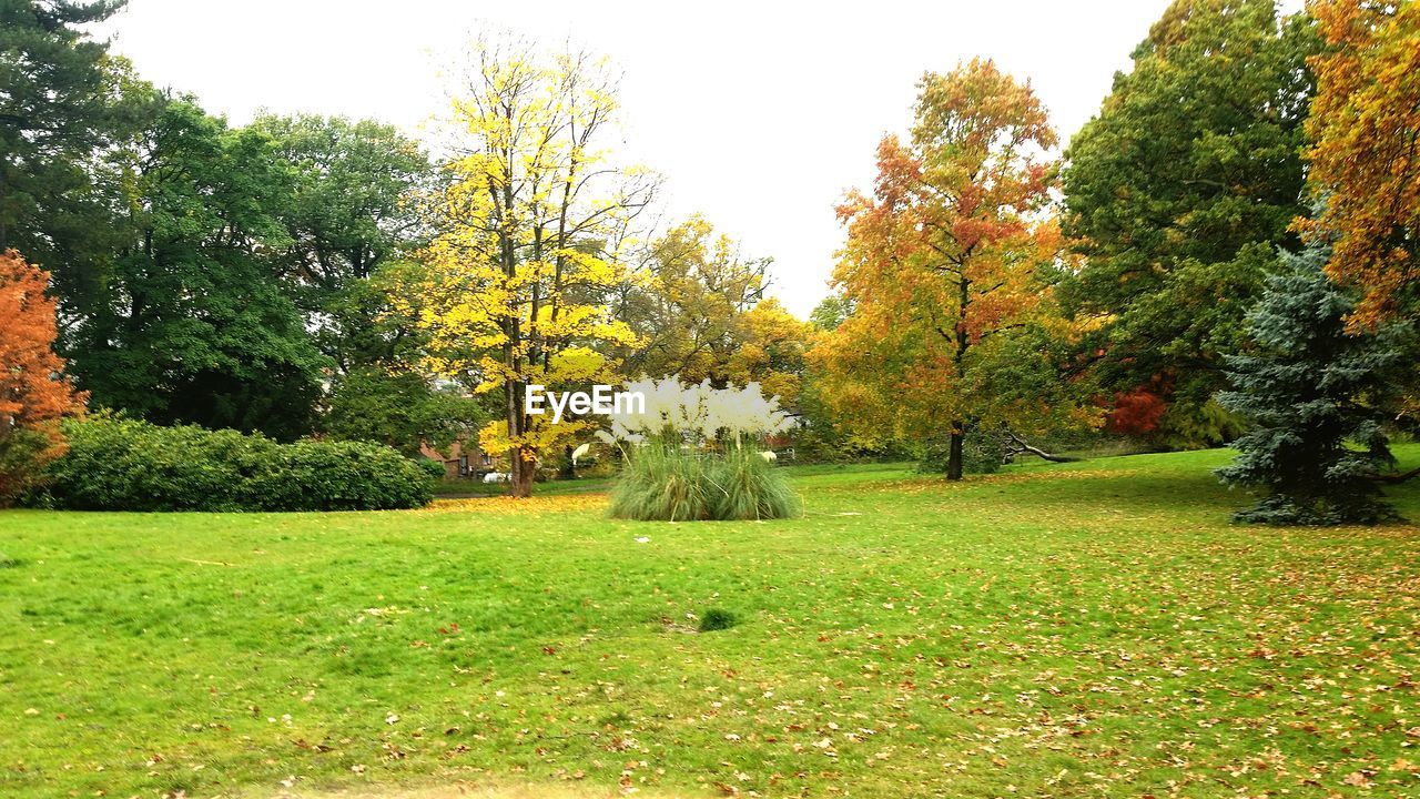 TREES ON GRASSY FIELD