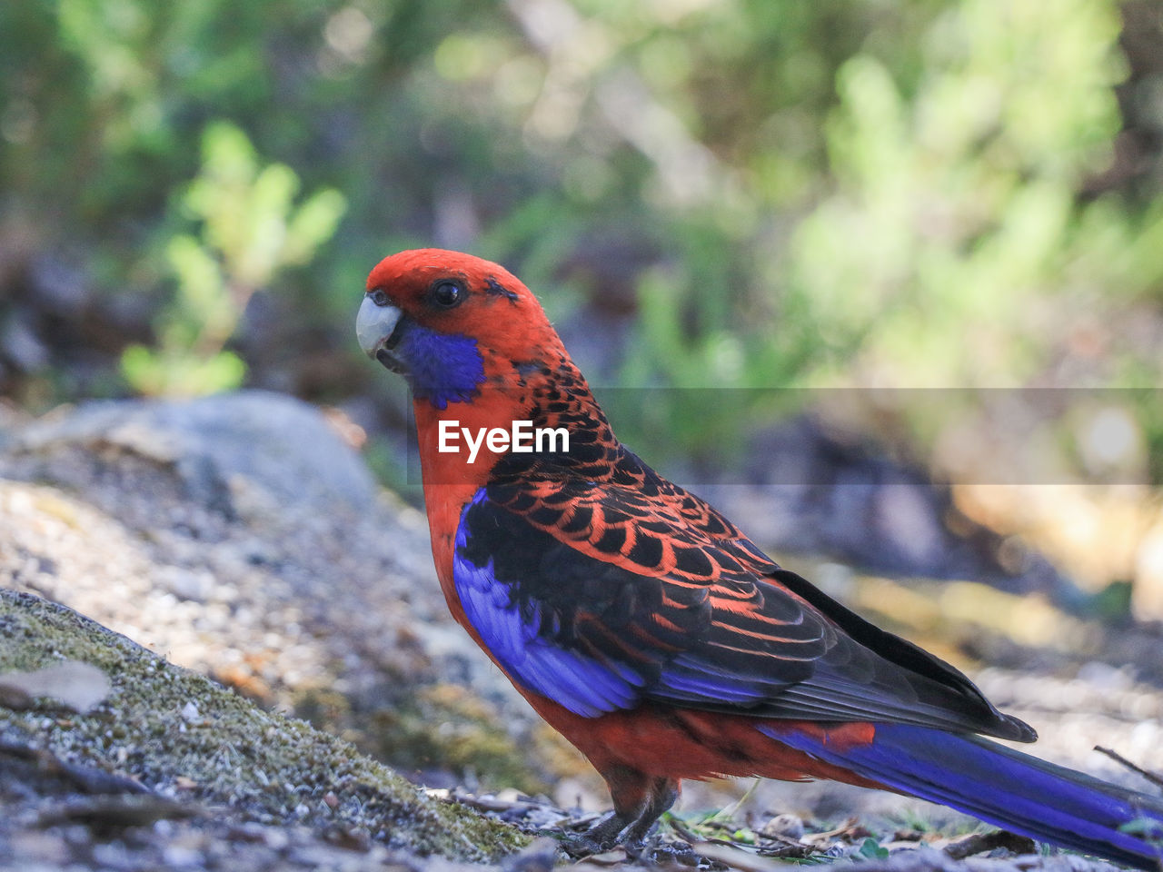 An australian crimson rosella parrot at wilson promontory national park