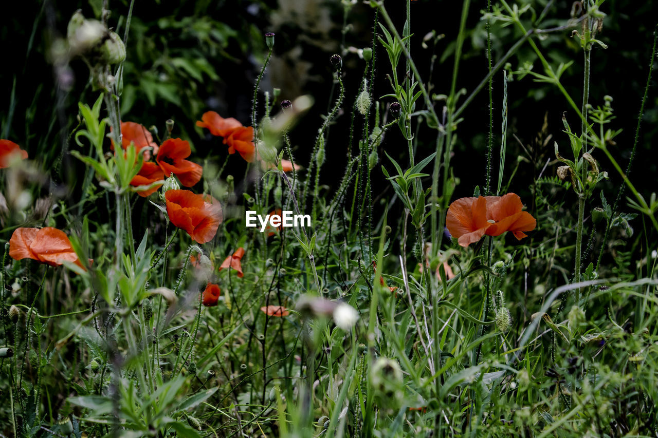 CLOSE-UP OF FLOWER GROWING ON FIELD