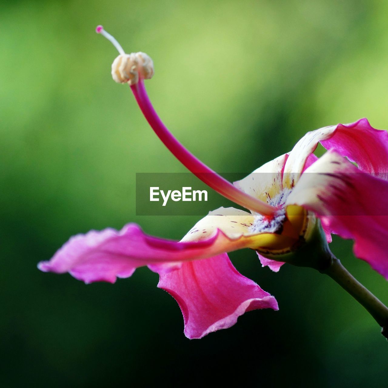 Close-up of pink flower blooming