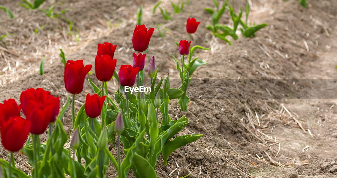 plant, flower, red, flowering plant, beauty in nature, nature, field, growth, freshness, land, tulip, fragility, petal, flower head, no people, close-up, inflorescence, poppy, landscape, day, springtime, outdoors, green, environment, focus on foreground, rural scene, sunlight, leaf, plant part, botany, grass, agriculture