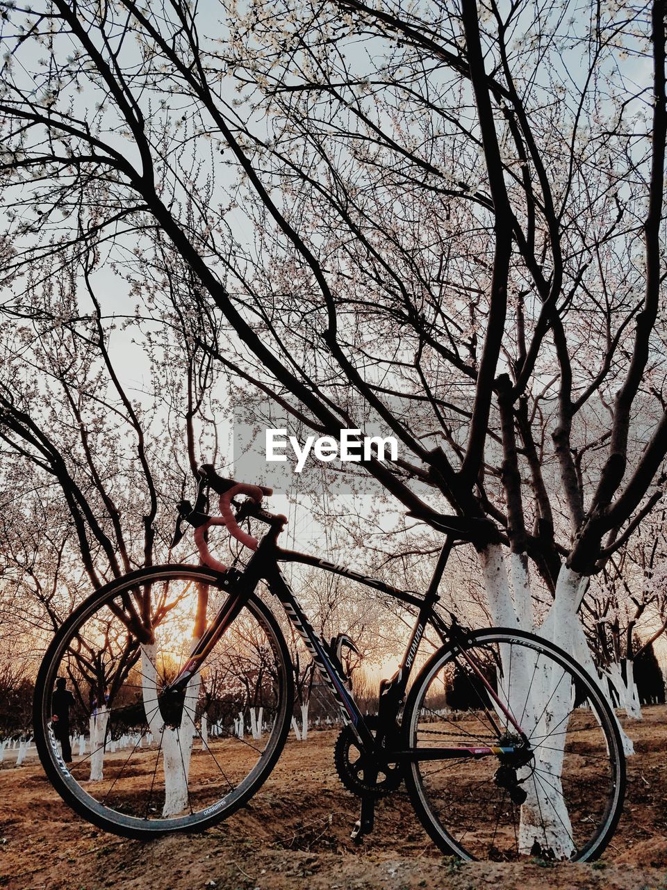 BICYCLES PARKED AGAINST TREE