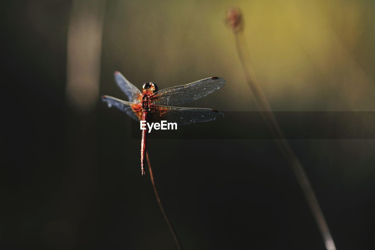 CLOSE-UP OF DAMSELFLY