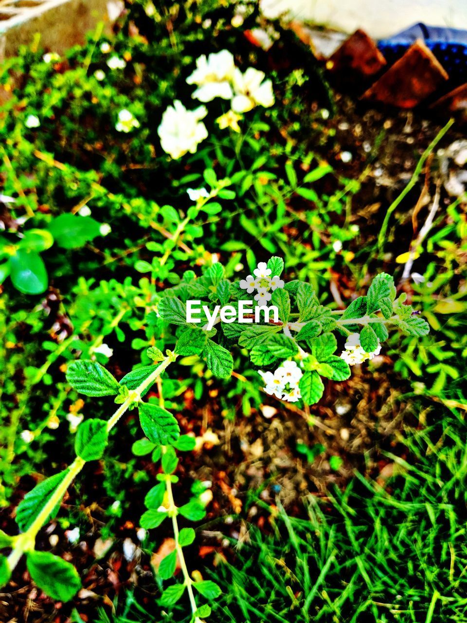 HIGH ANGLE VIEW OF PLANTS GROWING IN FIELD