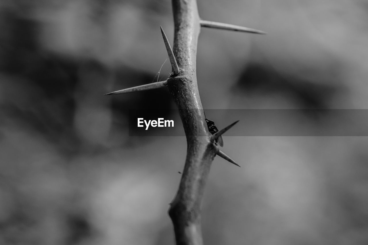 CLOSE-UP OF LIZARD ON BARBED WIRE