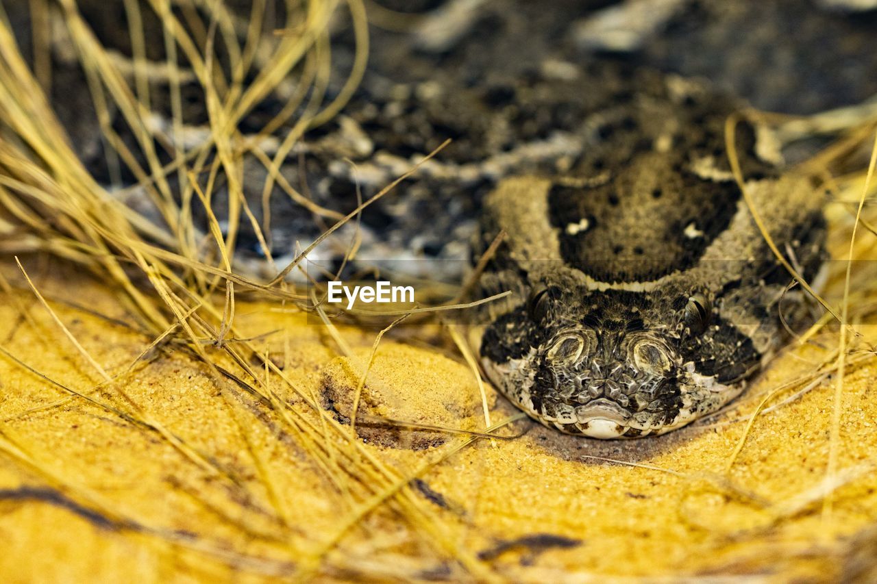 Puff adder on sand 