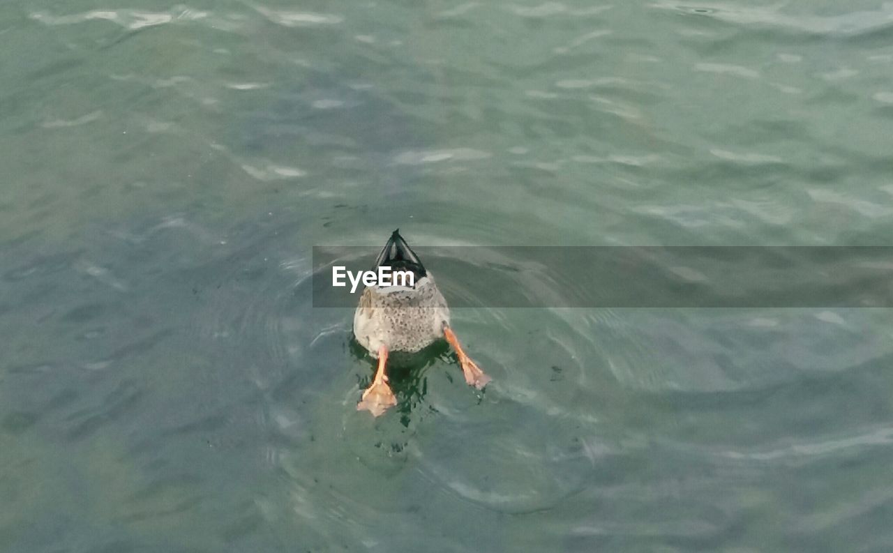 HIGH ANGLE VIEW OF BIRD IN LAKE