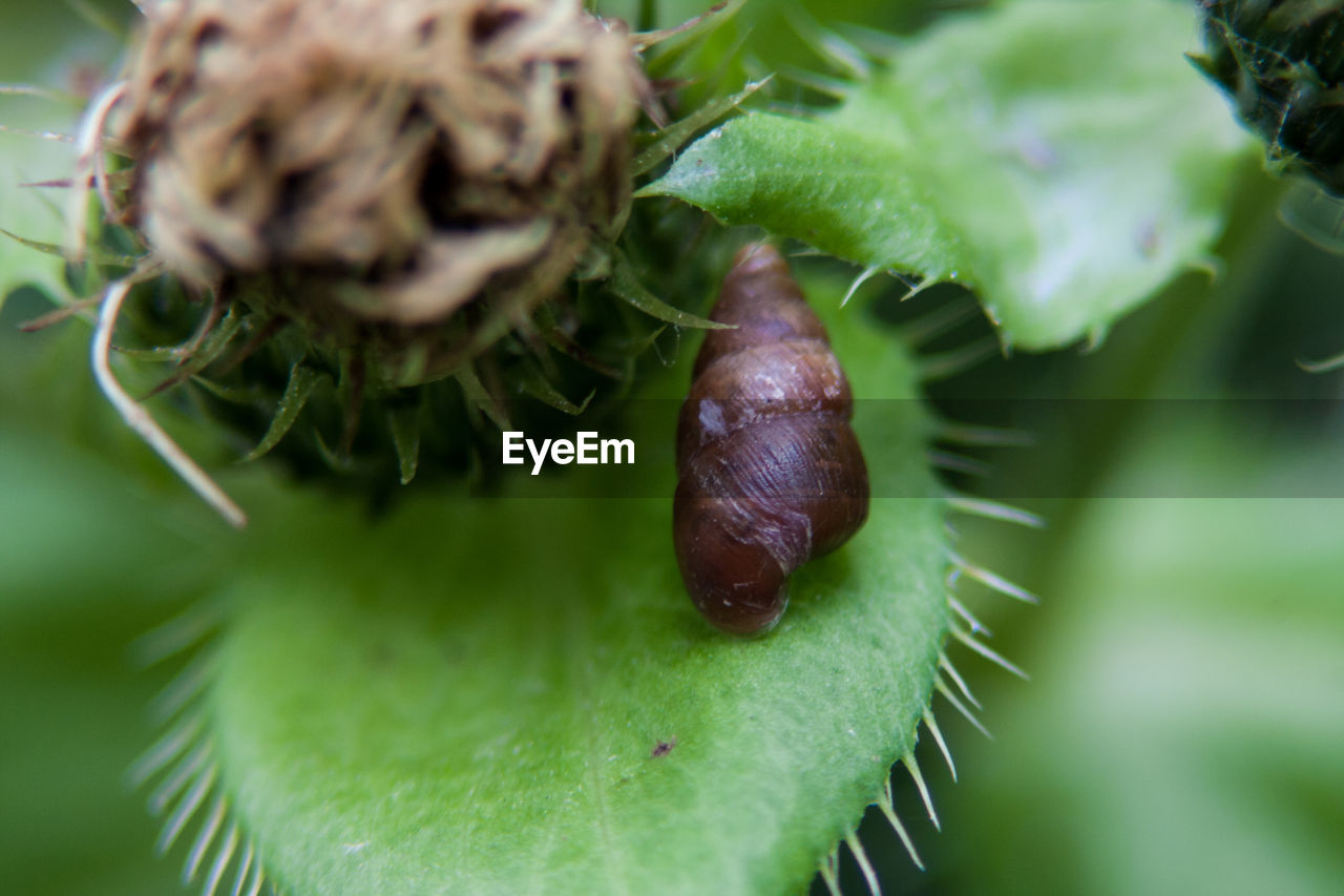 Close-up of snail on plant