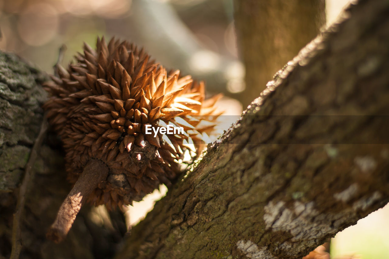 CLOSE-UP OF MUSHROOM GROWING ON TREE