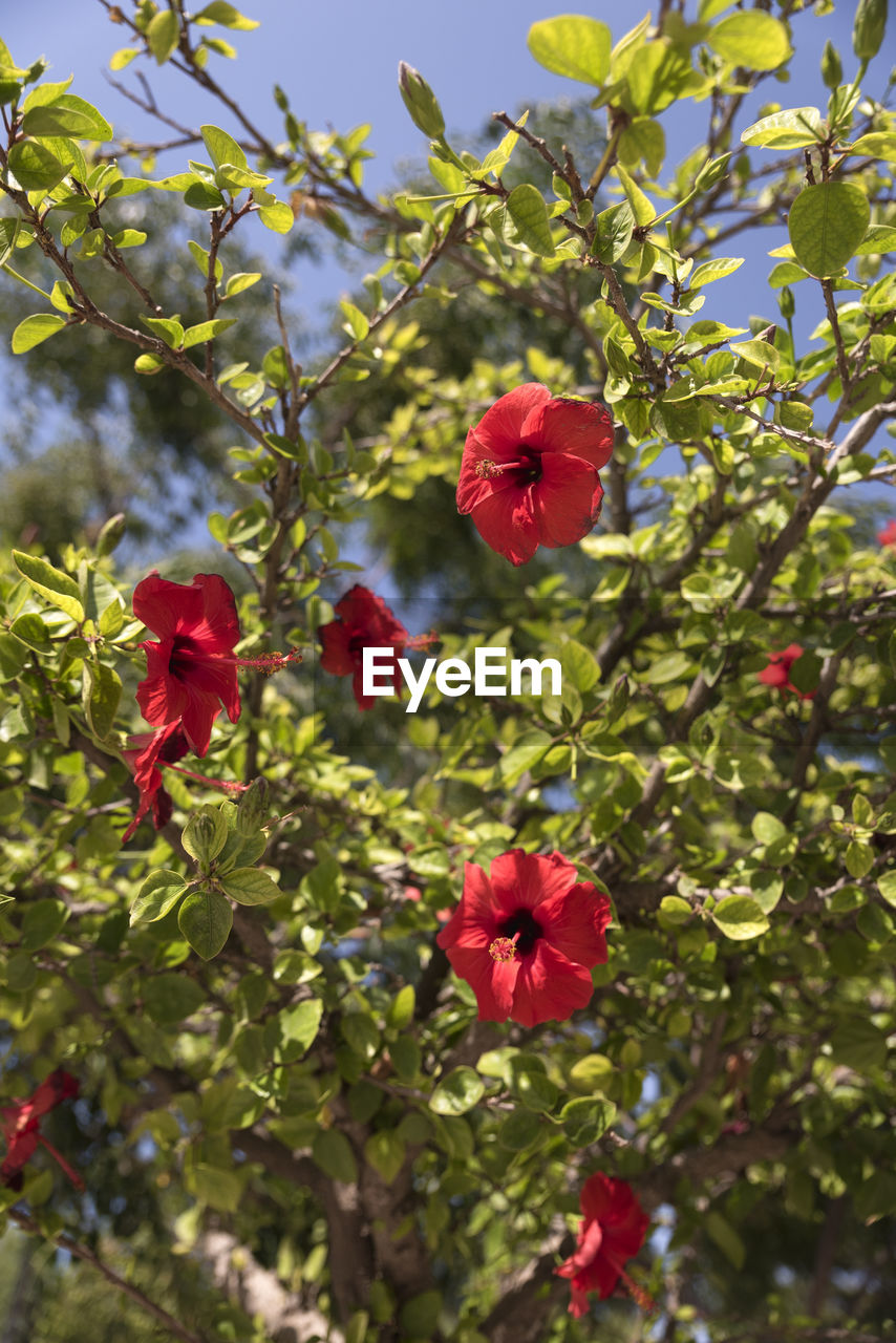 CLOSE-UP OF RED FLOWERING PLANTS AGAINST WALL