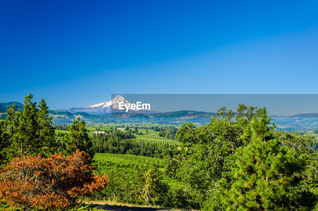 Distant view of snowcapped mt hood by landscape against blue sky