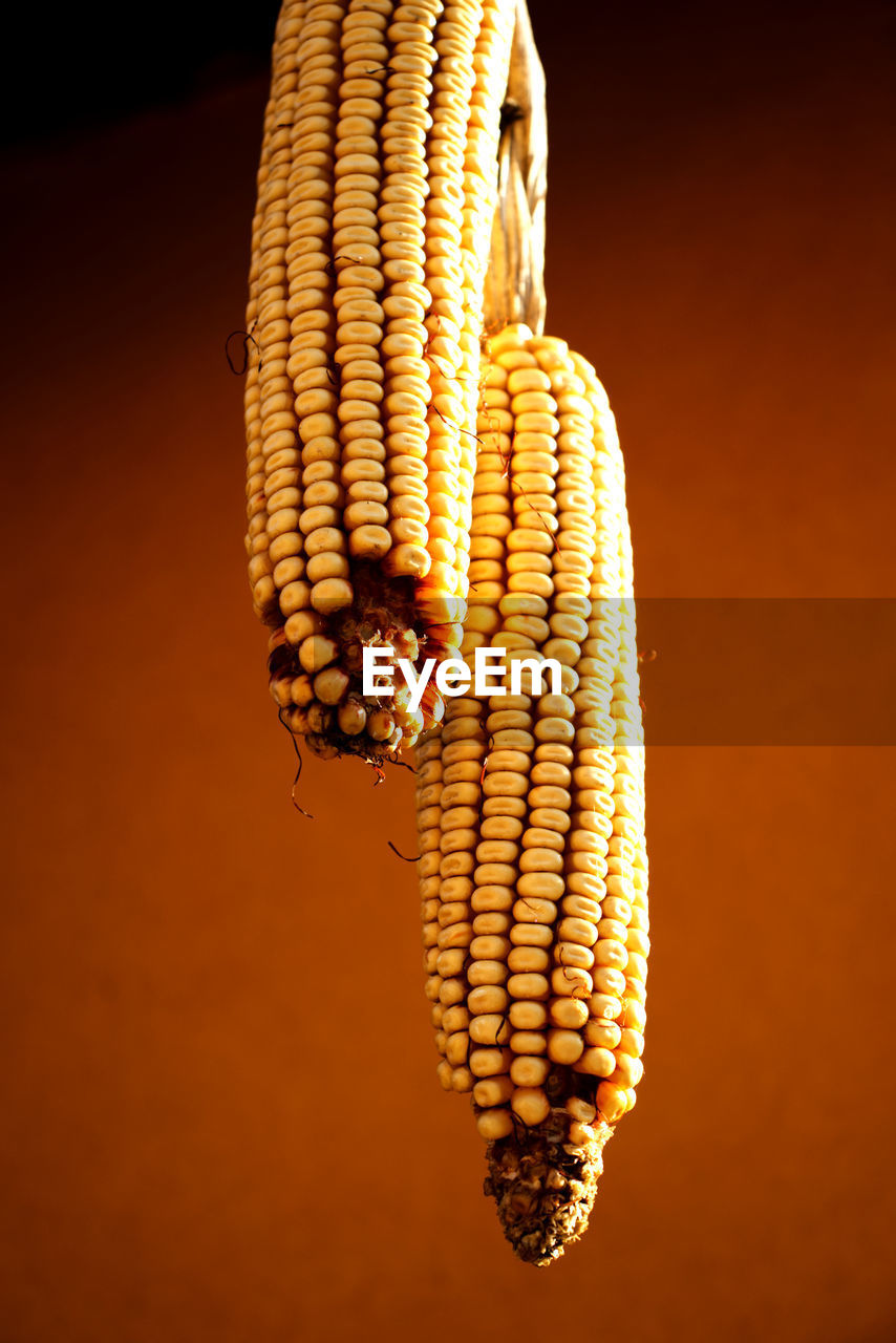 Dried corn cobs - close up