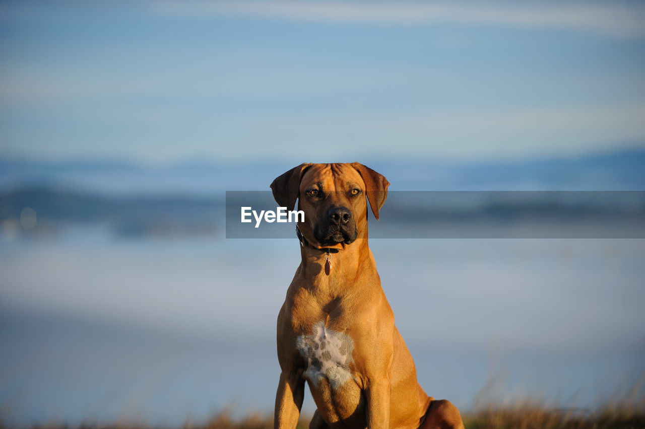 PORTRAIT OF DOG IN WATER AGAINST SKY