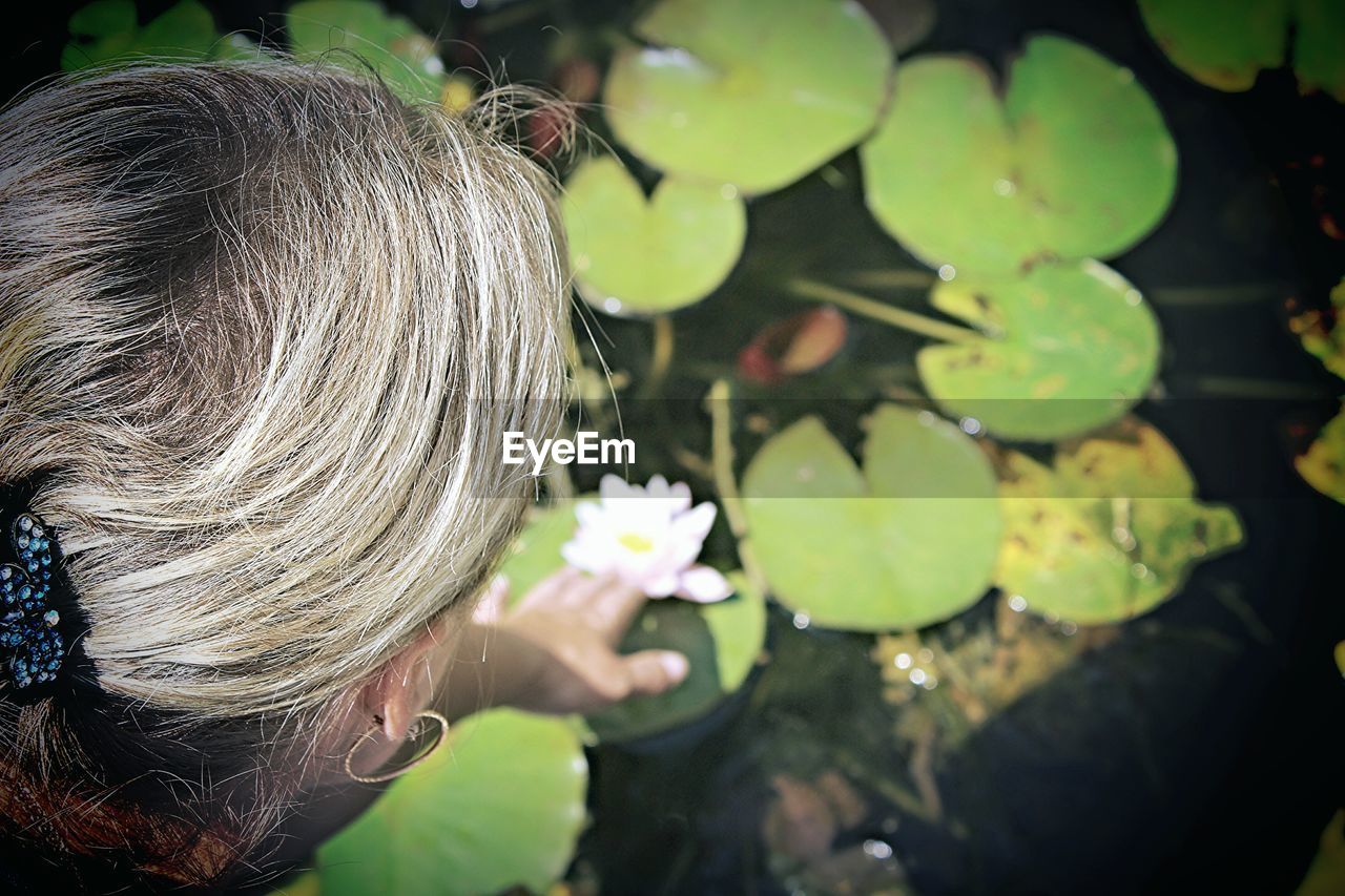 Cropped image of senior woman touching water lily blooming in pond