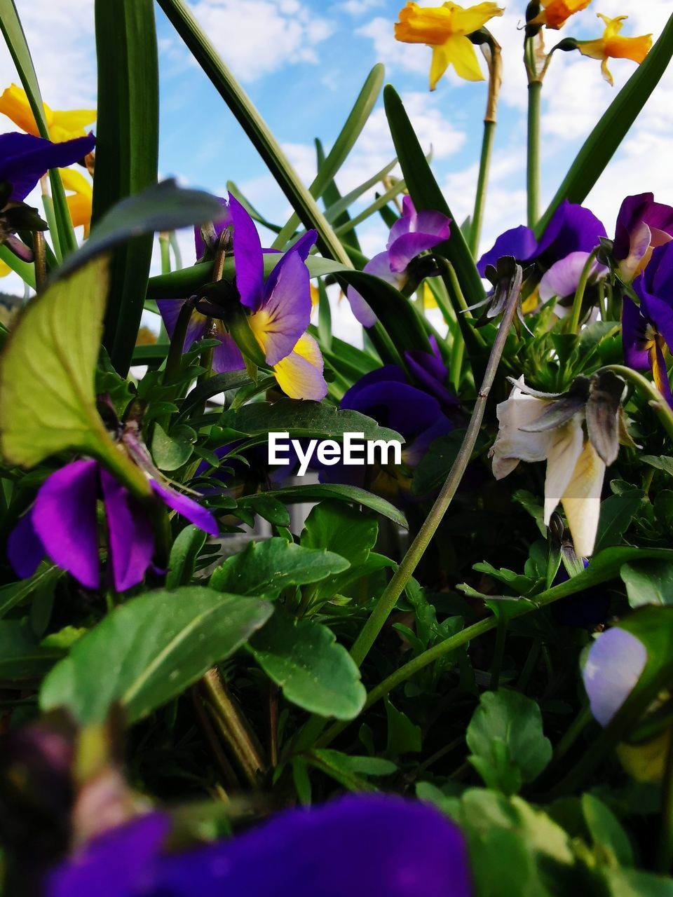 CLOSE-UP OF PURPLE FLOWERS ON PLANT