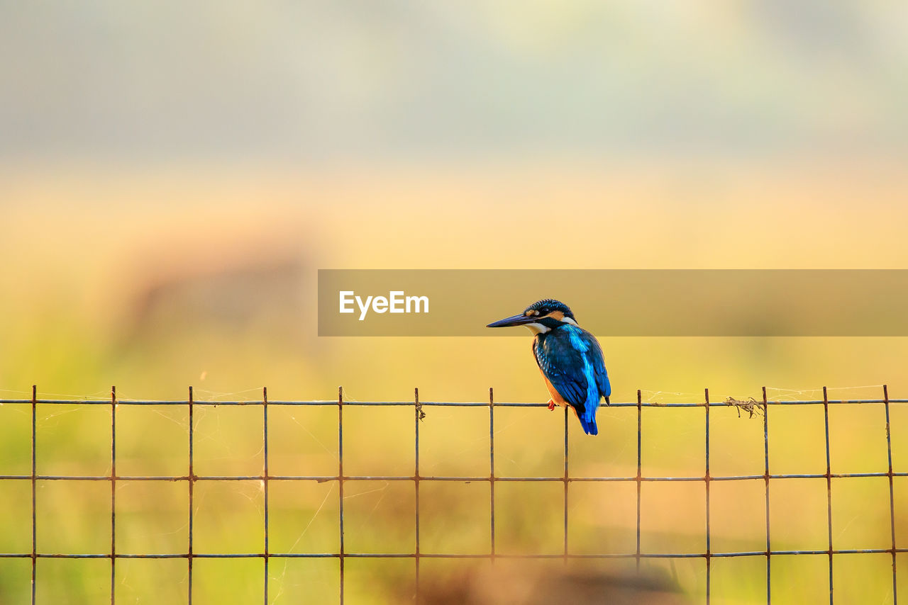 Kingfisher perching on fence