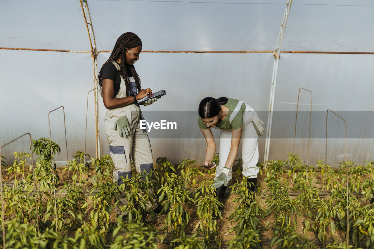 Young female farmer photographing crops near coworker using digital tablet at greenhouse