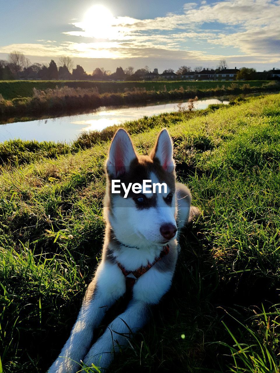 CLOSE-UP OF DOG ON FIELD