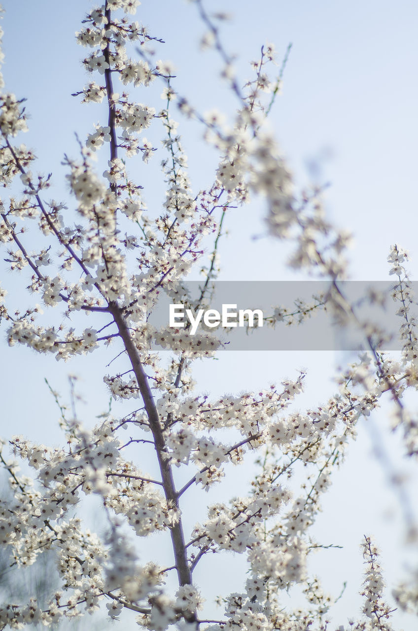 Low angle view of cherry blossoms against sky