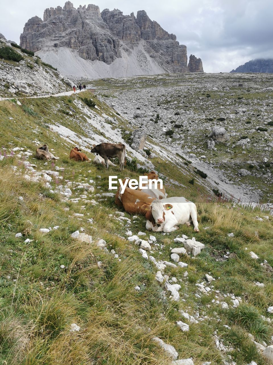 high angle view of dog on field