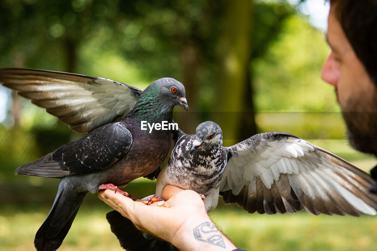 Pigeons eating nuts from hand