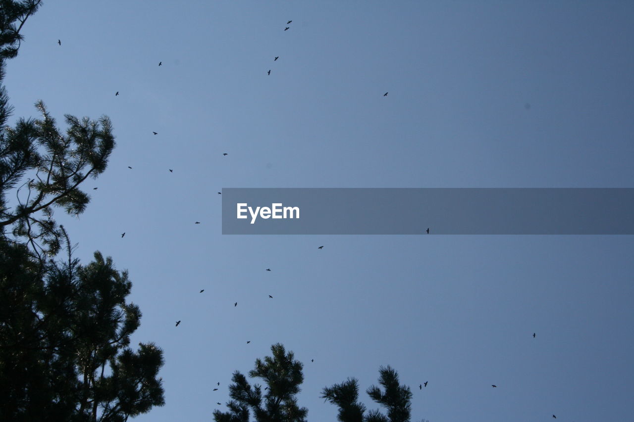 LOW ANGLE VIEW OF SILHOUETTE BIRDS FLYING AGAINST SKY