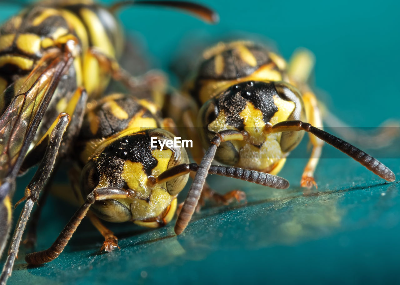 Extreme close-up of wasps