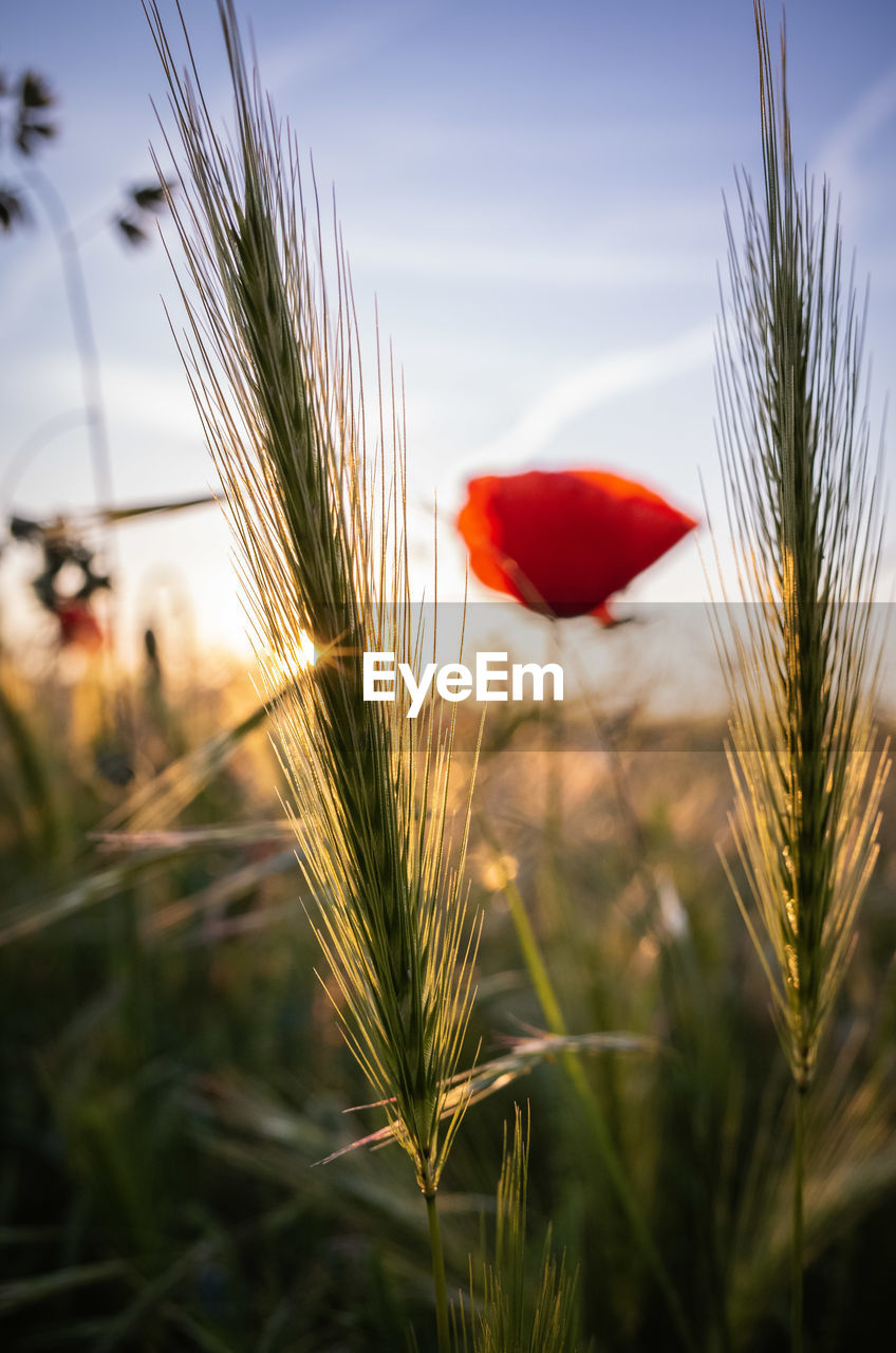 plant, cereal plant, nature, sky, crop, barley, agriculture, field, grass, growth, flower, red, beauty in nature, rural scene, landscape, hordeum, wheat, land, no people, close-up, summer, sunset, sunlight, environment, outdoors, focus on foreground, food, tranquility, plant stem, cloud, leaf, freshness, flowering plant, food grain, rye, farm, scenics - nature, sun, triticale, selective focus, tranquil scene, poppy, vibrant color
