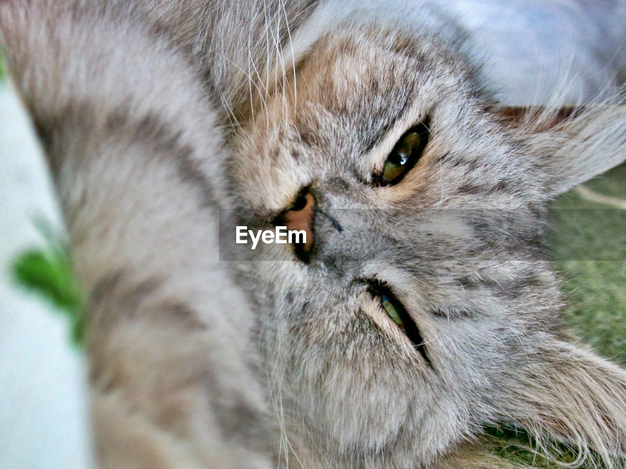 Close-up portrait of a cat