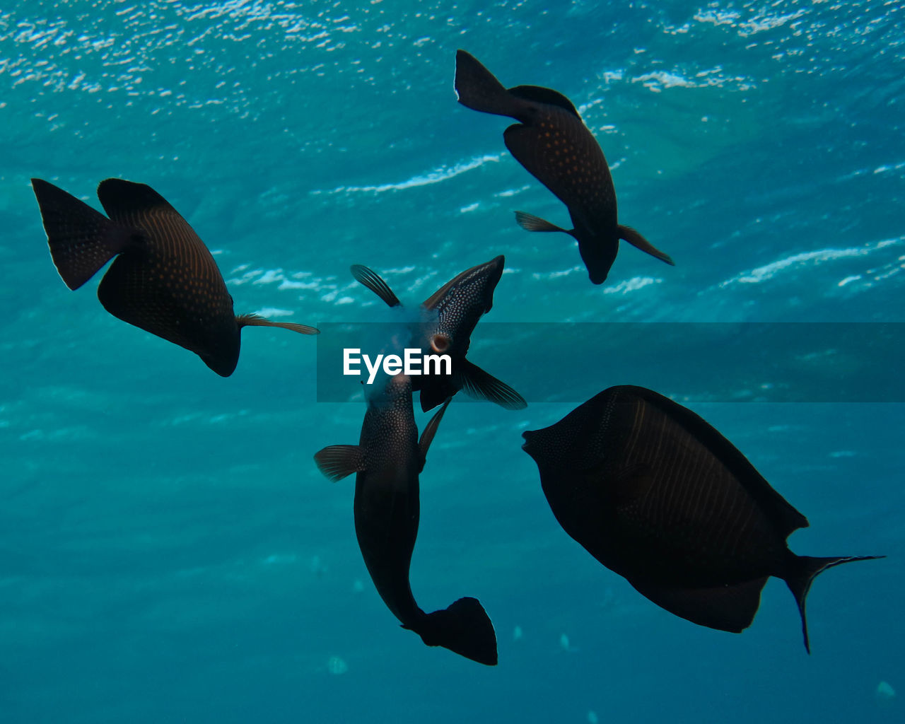 VIEW OF FISH UNDERWATER