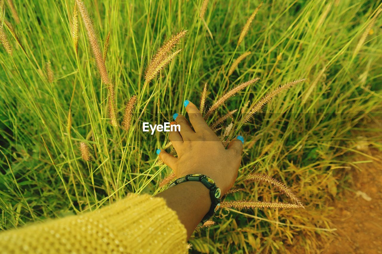 Cropped hand of woman touching crops on field