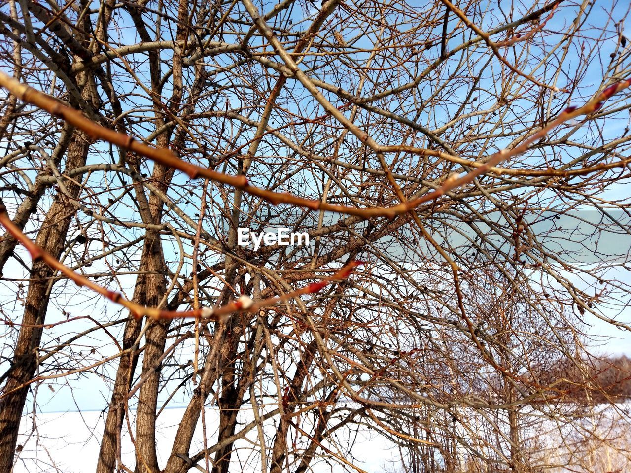 LOW ANGLE VIEW OF BARE TREES AGAINST CLEAR SKY