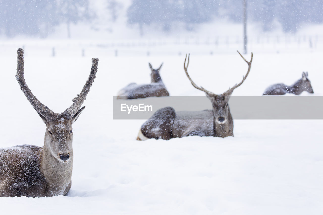 DEER ON SNOW COVERED FIELD