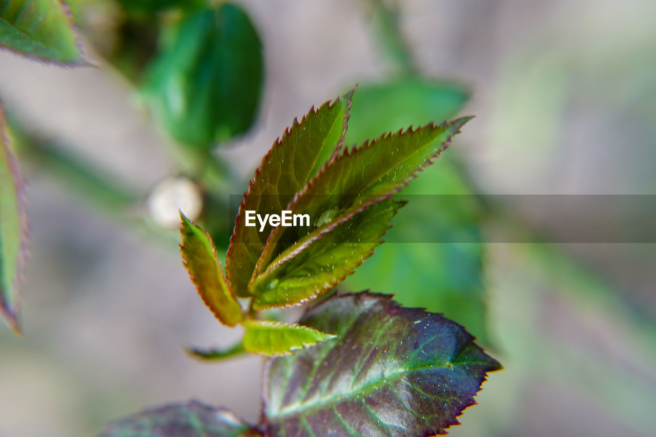 CLOSE-UP OF FRESH GREEN LEAVES