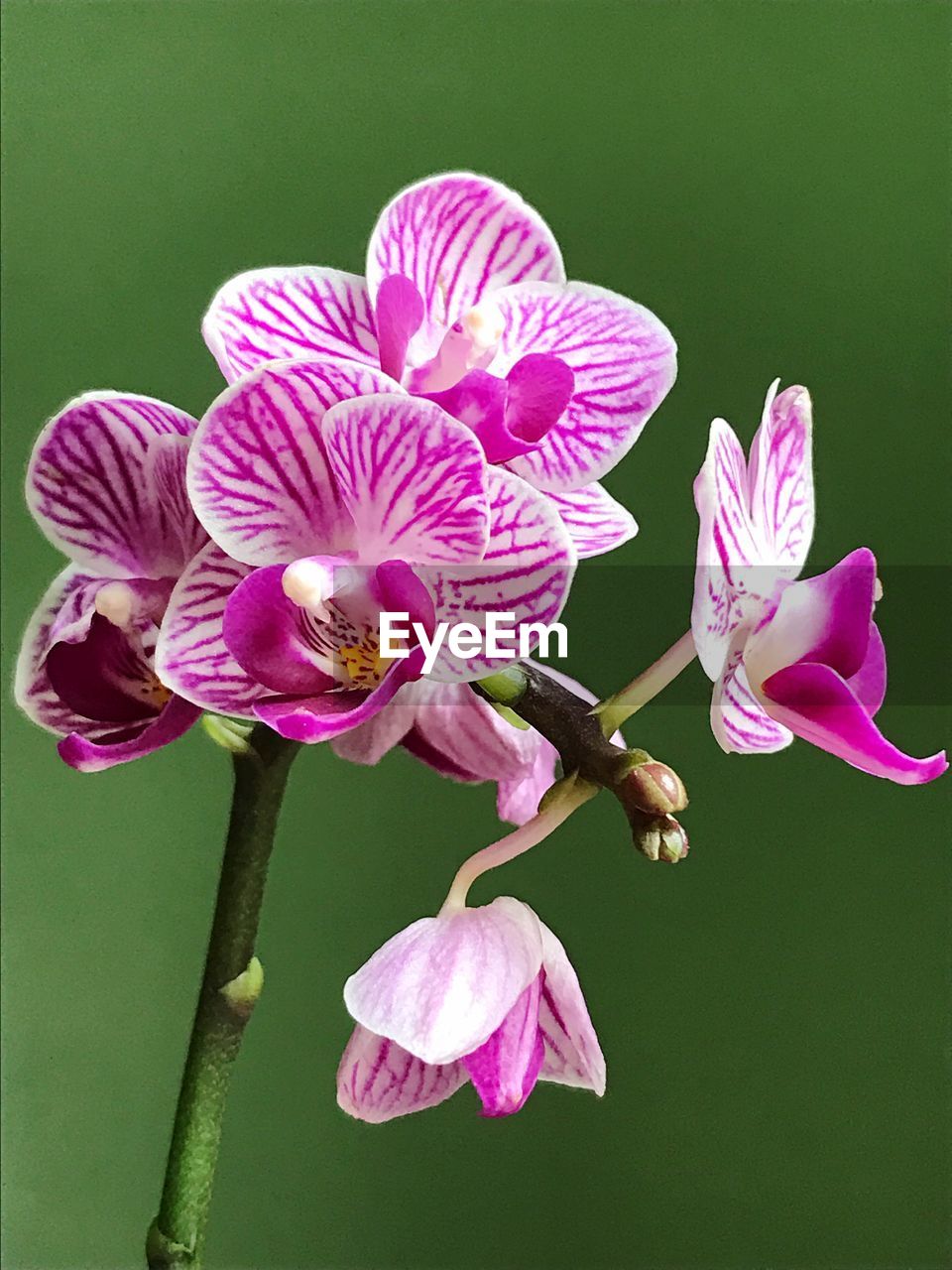 CLOSE-UP OF FRESH PINK FLOWERS BLOOMING IN GARDEN