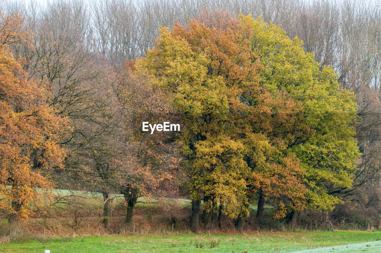 TREES GROWING ON FIELD DURING AUTUMN