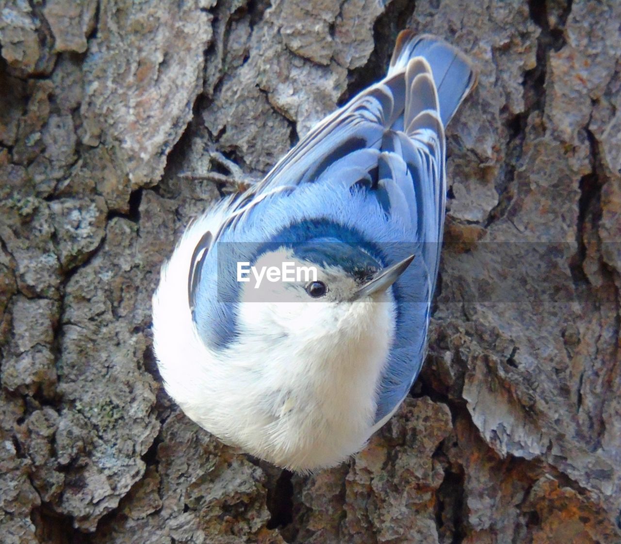 CLOSE-UP OF A DUCK