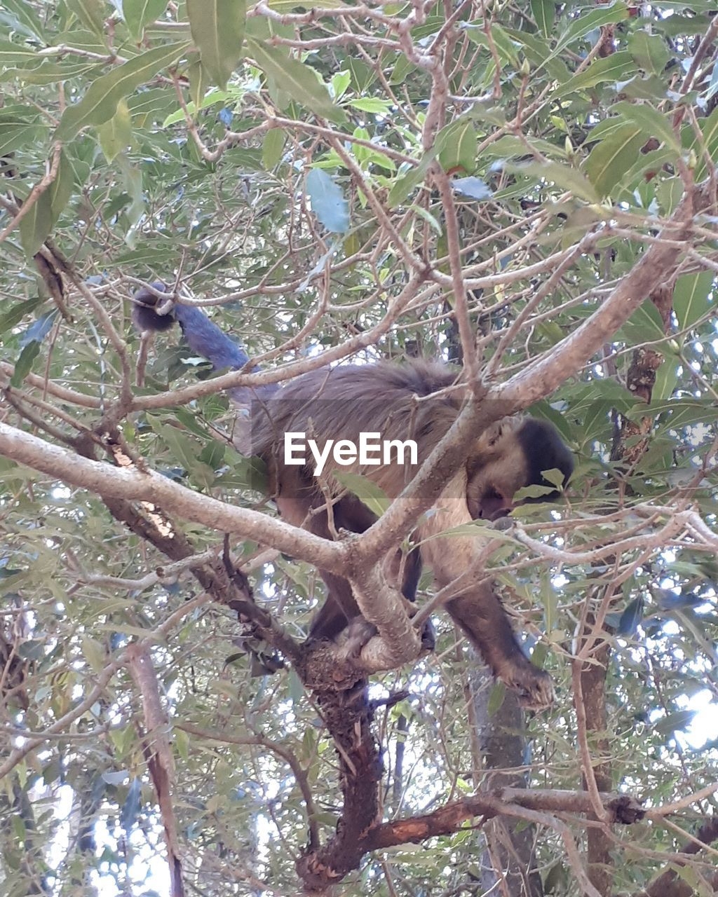 LOW ANGLE VIEW OF MONKEYS ON TREE