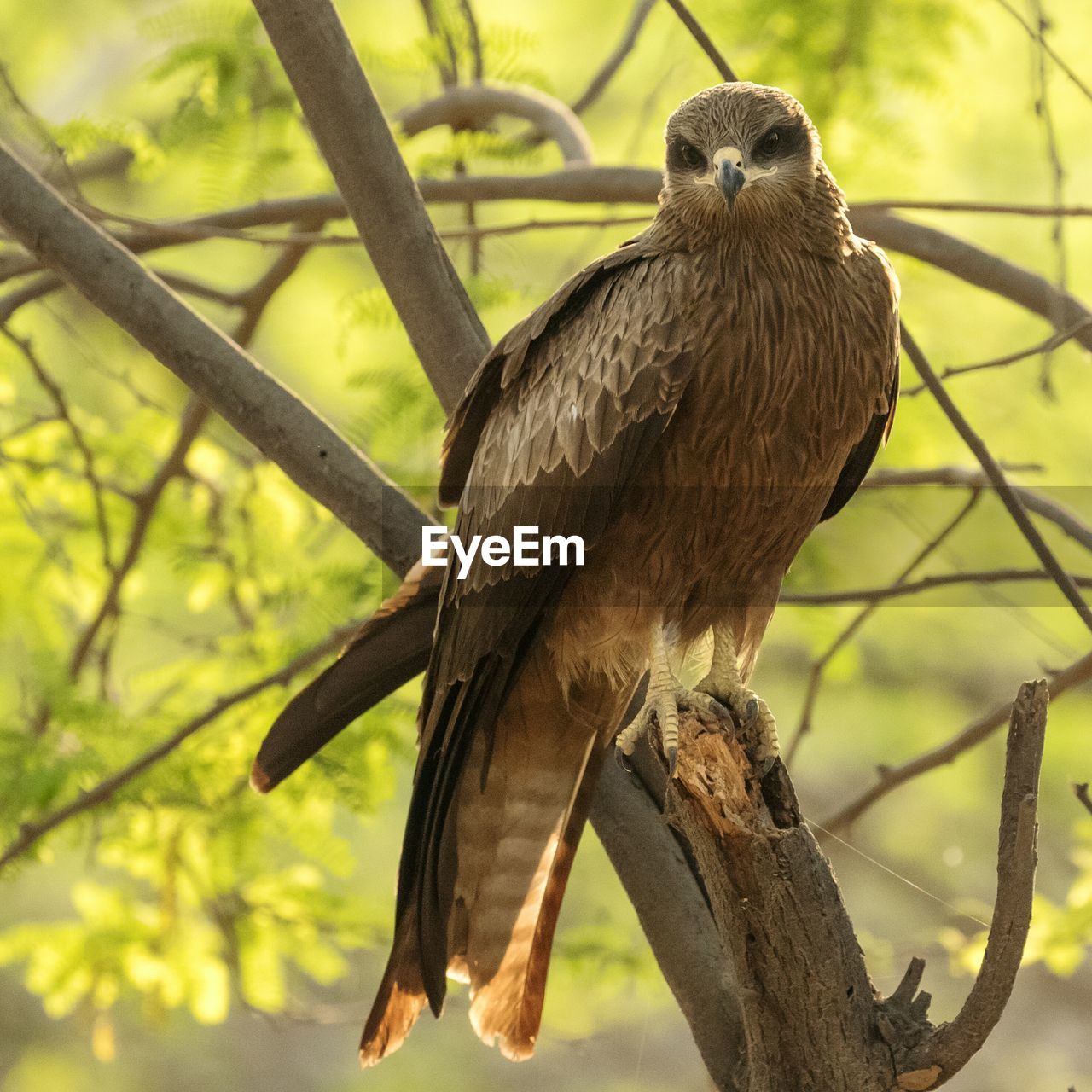 Black kite perching on tree