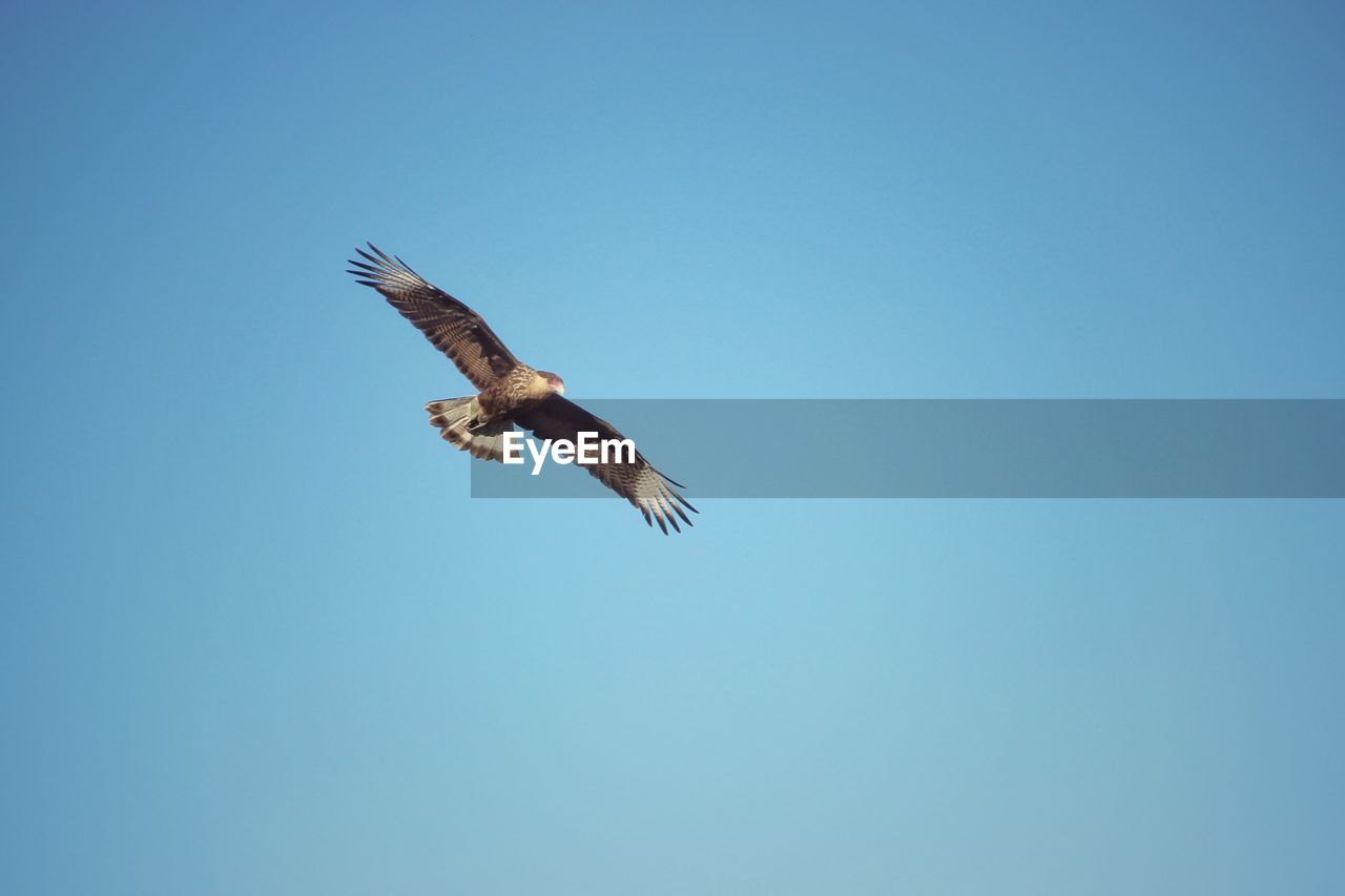 Low angle view of eagle flying in sky