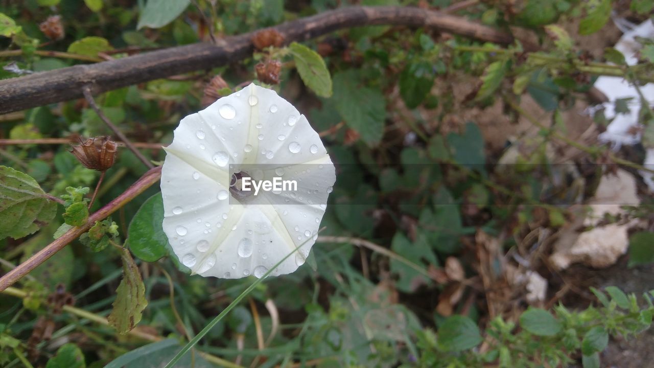 CLOSE-UP OF FRESH WHITE FLOWER BLOOMING OUTDOORS