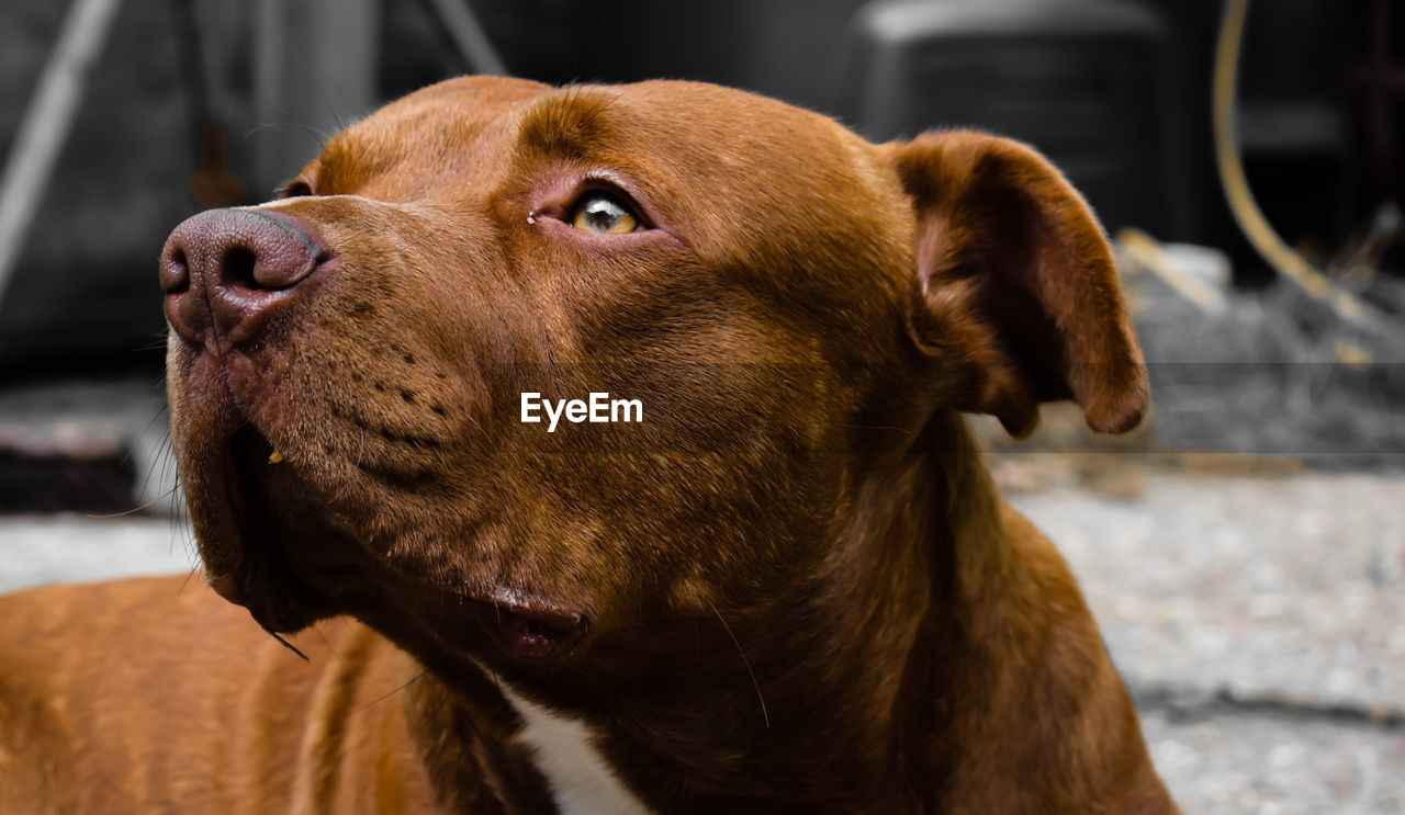 Close-up of dog looking away