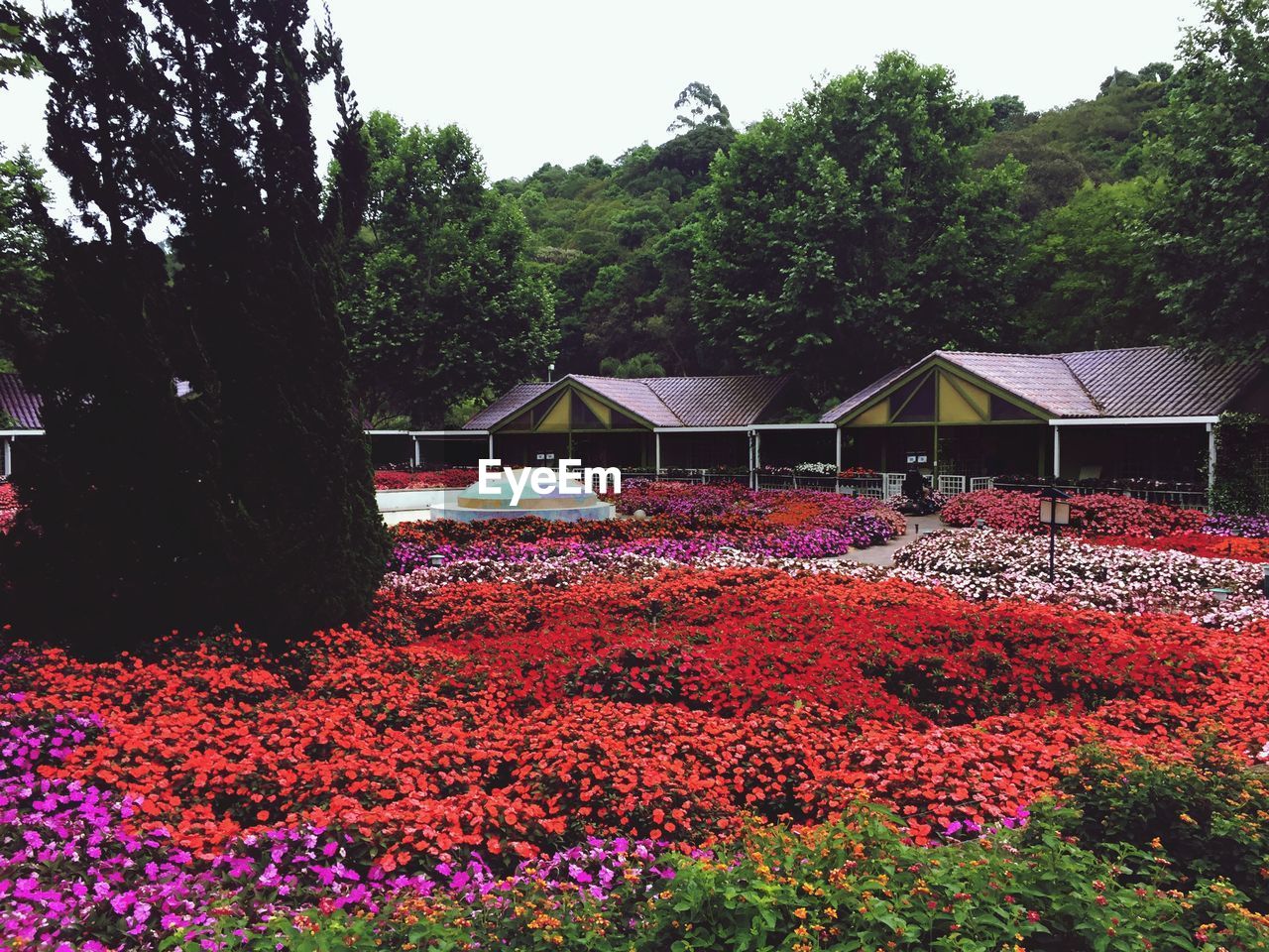 Full frame of flowers blooming on field