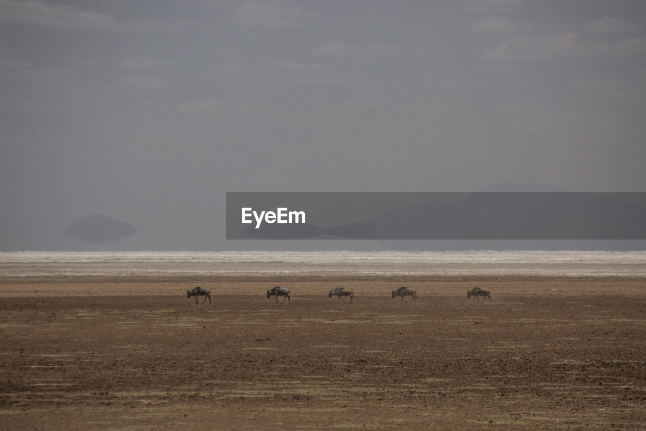 Grroup of wildbeasts crossing dry salt pan in the hotness of high noon