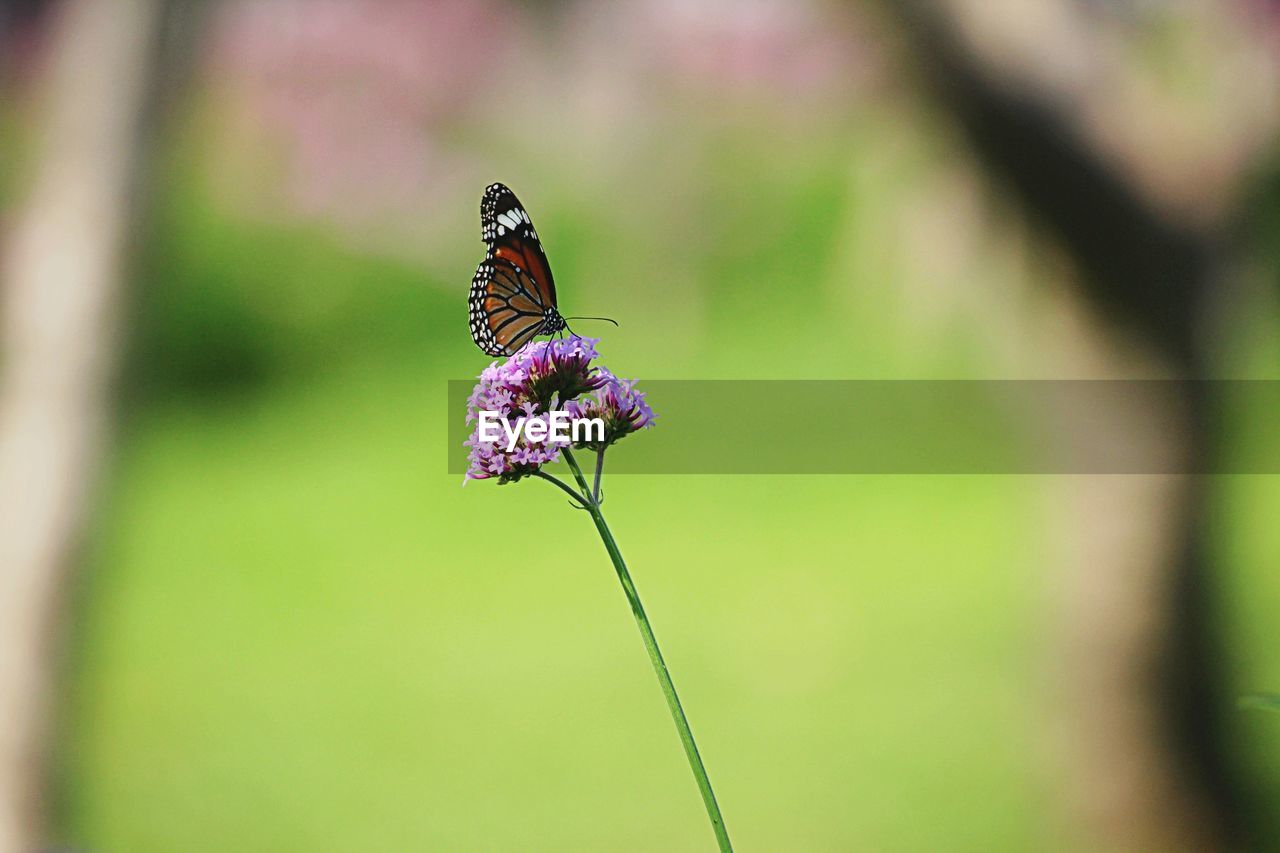 BUTTERFLY POLLINATING ON PURPLE FLOWER