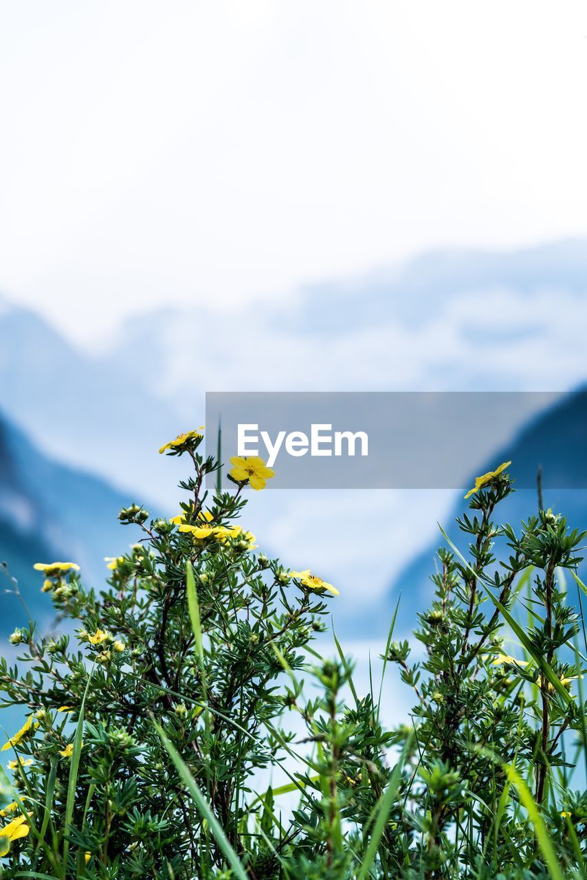 Low angle view of yellow flowers blooming against sky