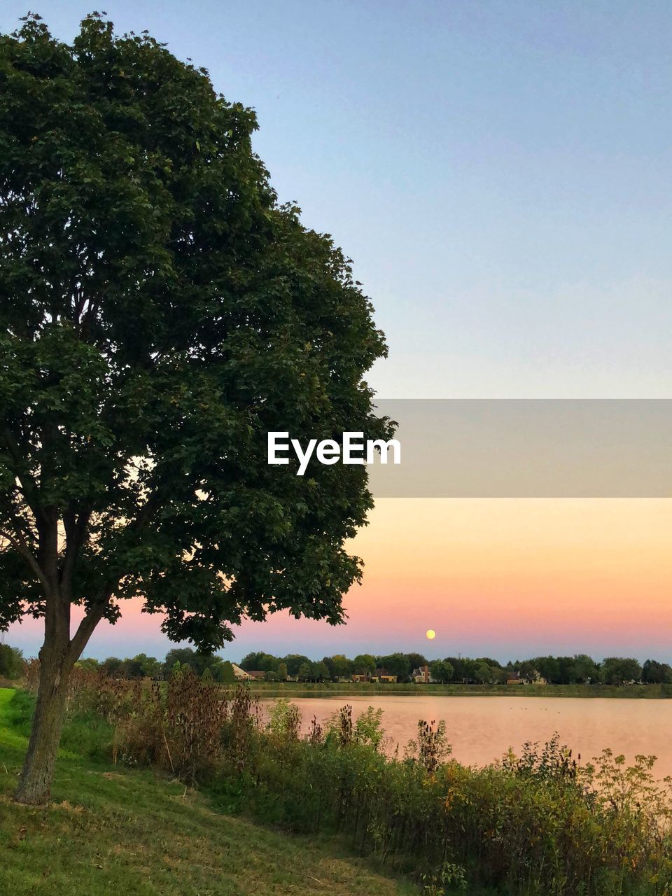 TREES ON FIELD AGAINST SKY