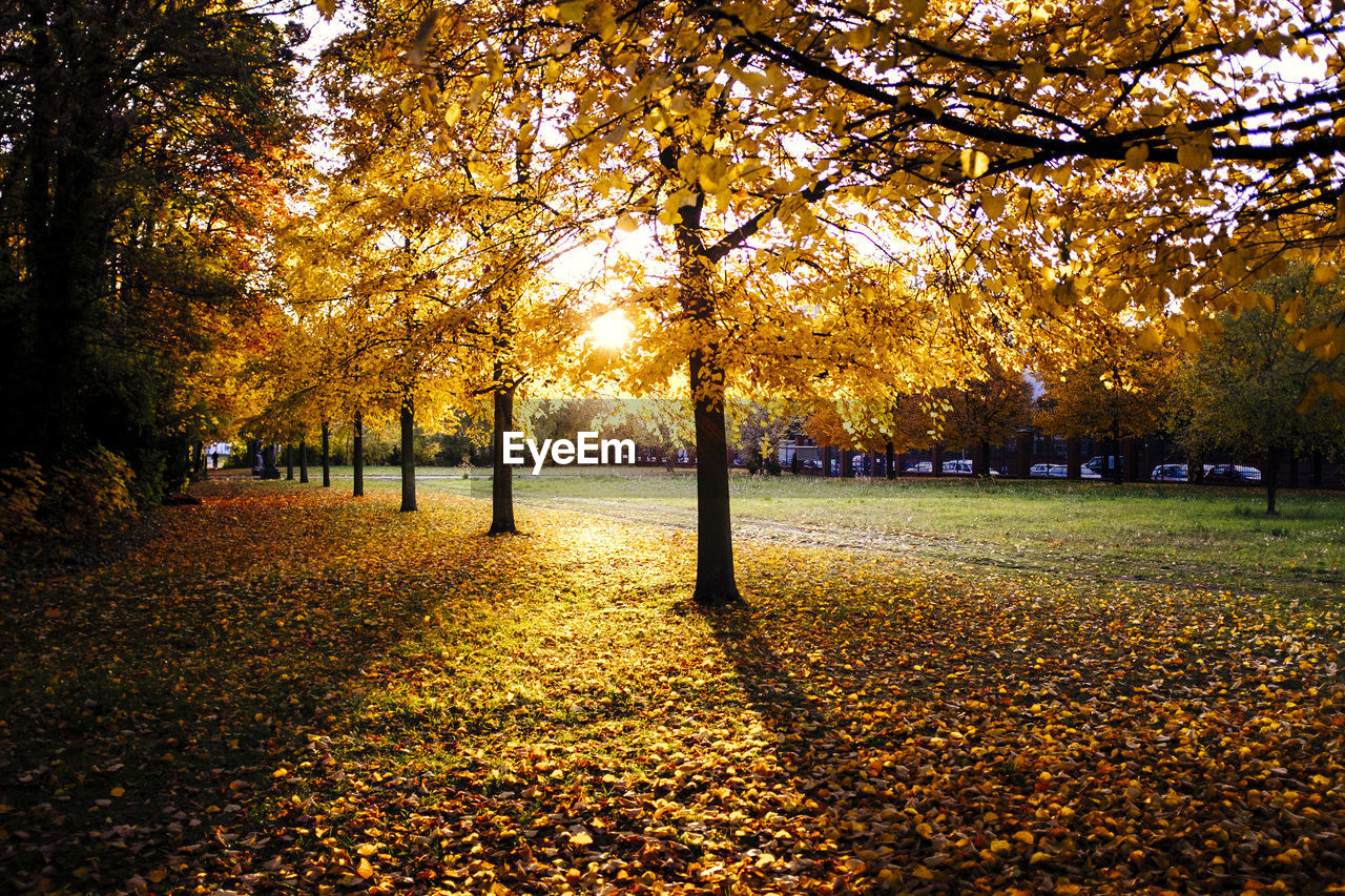 Yellow trees growing on field during autumn