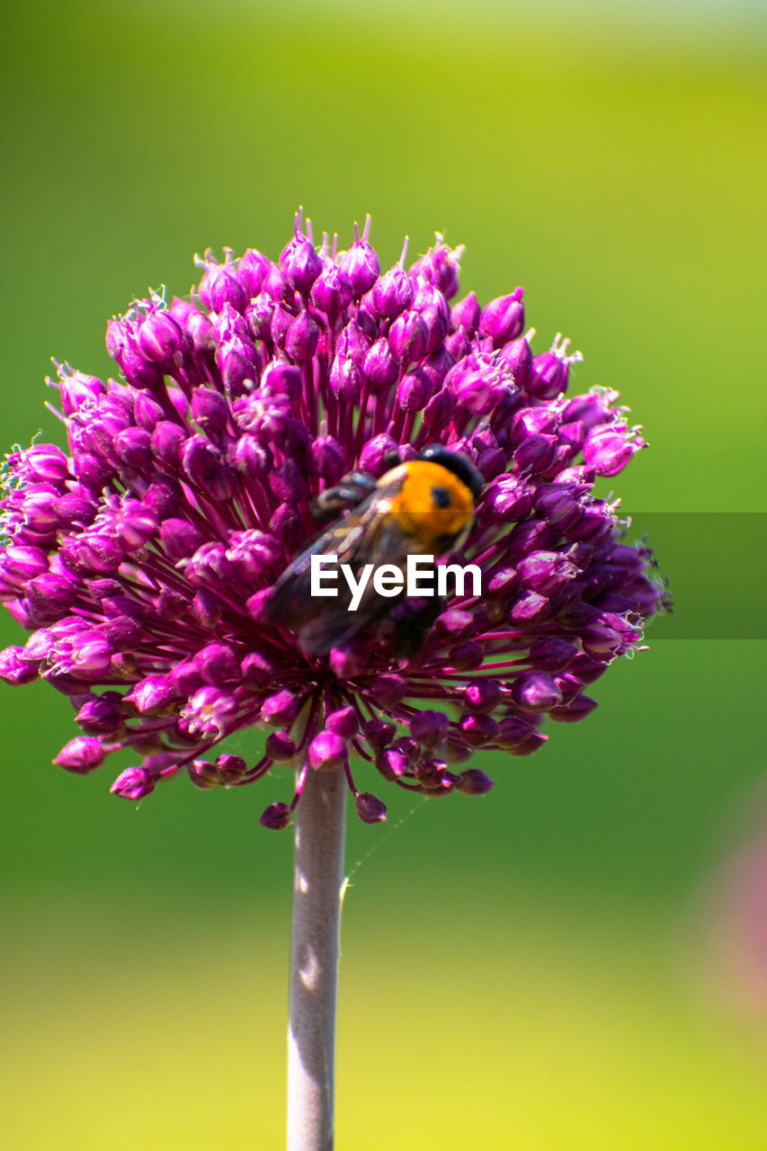 CLOSE-UP OF BEE ON PURPLE FLOWERS