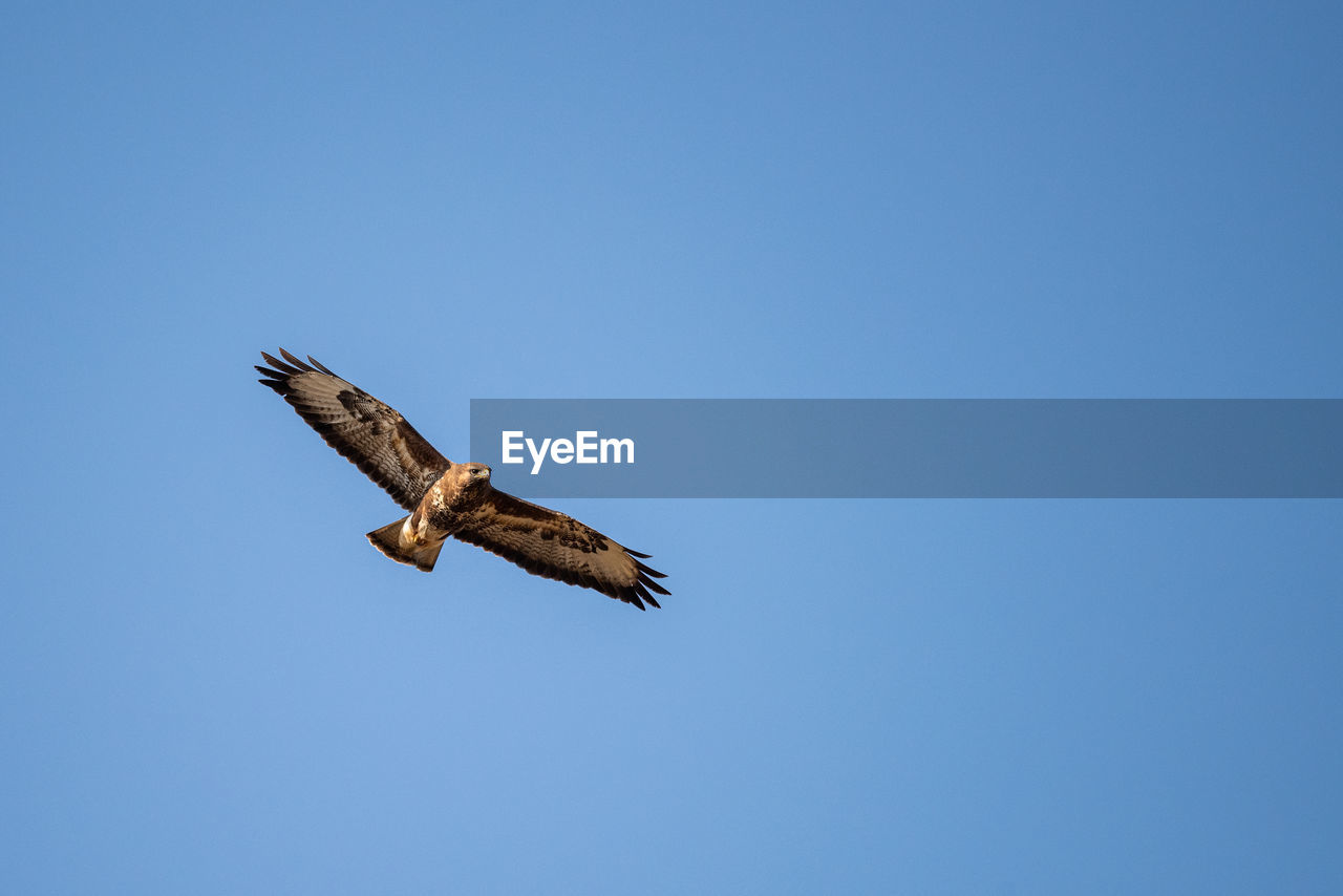 Low angle view of bird flying against clear blue sky